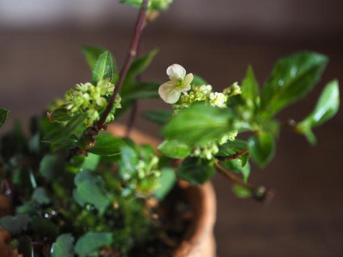 榊麻美植物研究所「山滴る」展