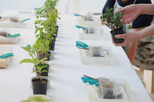 榊麻美さんの盆栽ワークショップ（満席となりました）